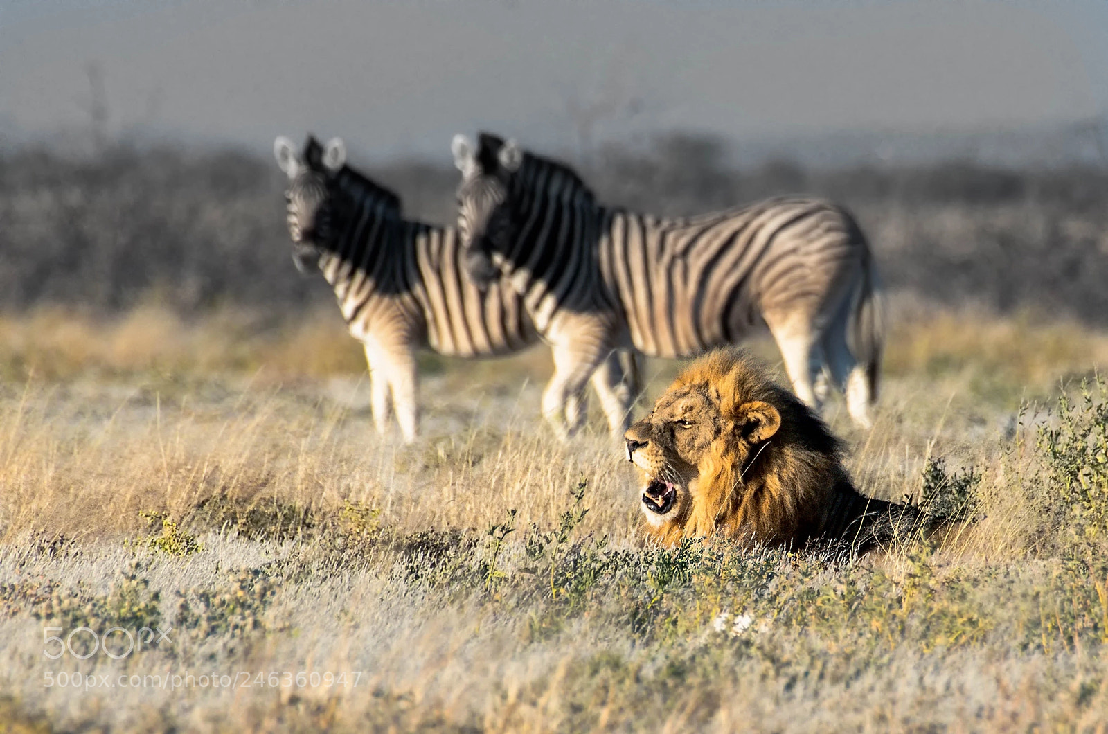 Pentax K-5 II sample photo. Lion yawning photography