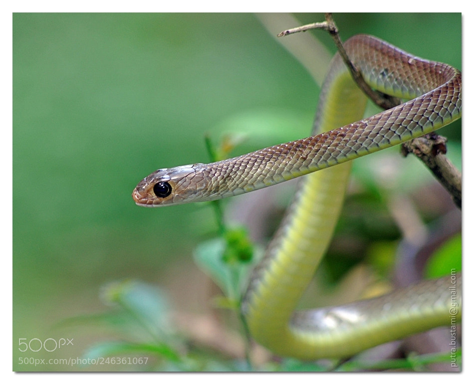 Pentax K-5 sample photo. So little but snake photography