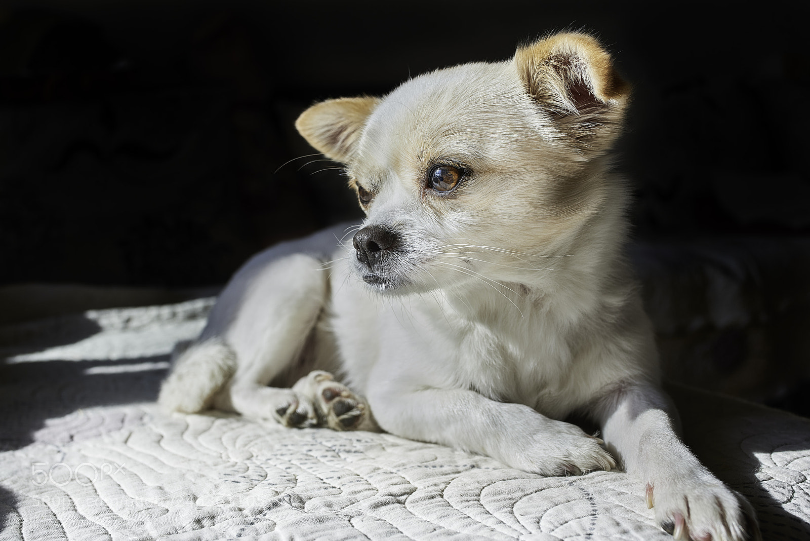 Nikon D810 sample photo. Untitled photography