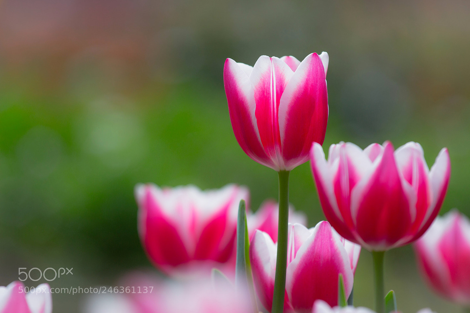 Canon EOS 650D (EOS Rebel T4i / EOS Kiss X6i) sample photo. Tulip photography