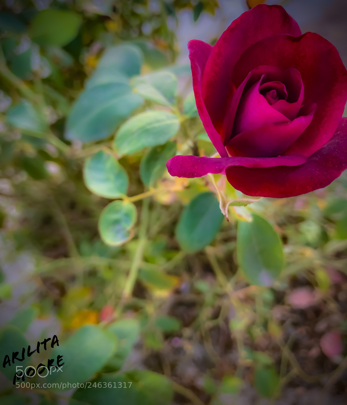 Apple iPhone 8 Plus sample photo. Red rose photography