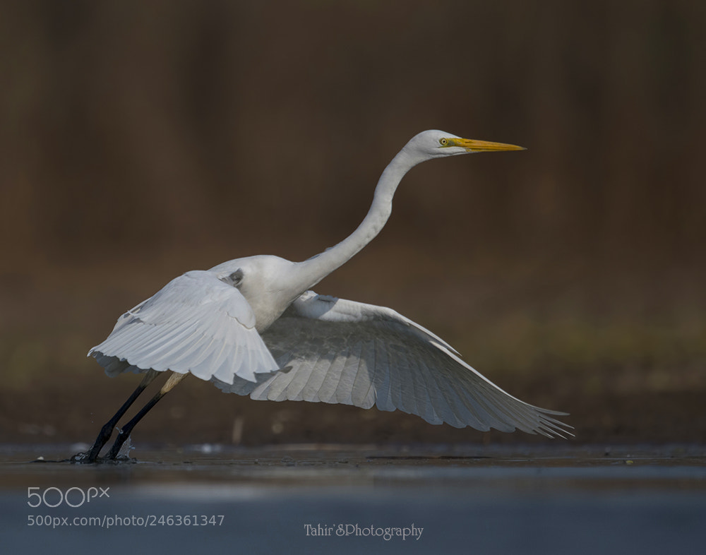 Nikon D500 sample photo. The great white egret photography
