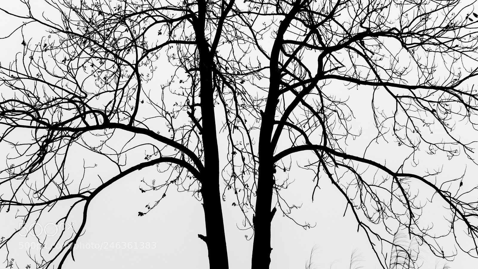 Olympus PEN E-PL6 sample photo. Shara photography