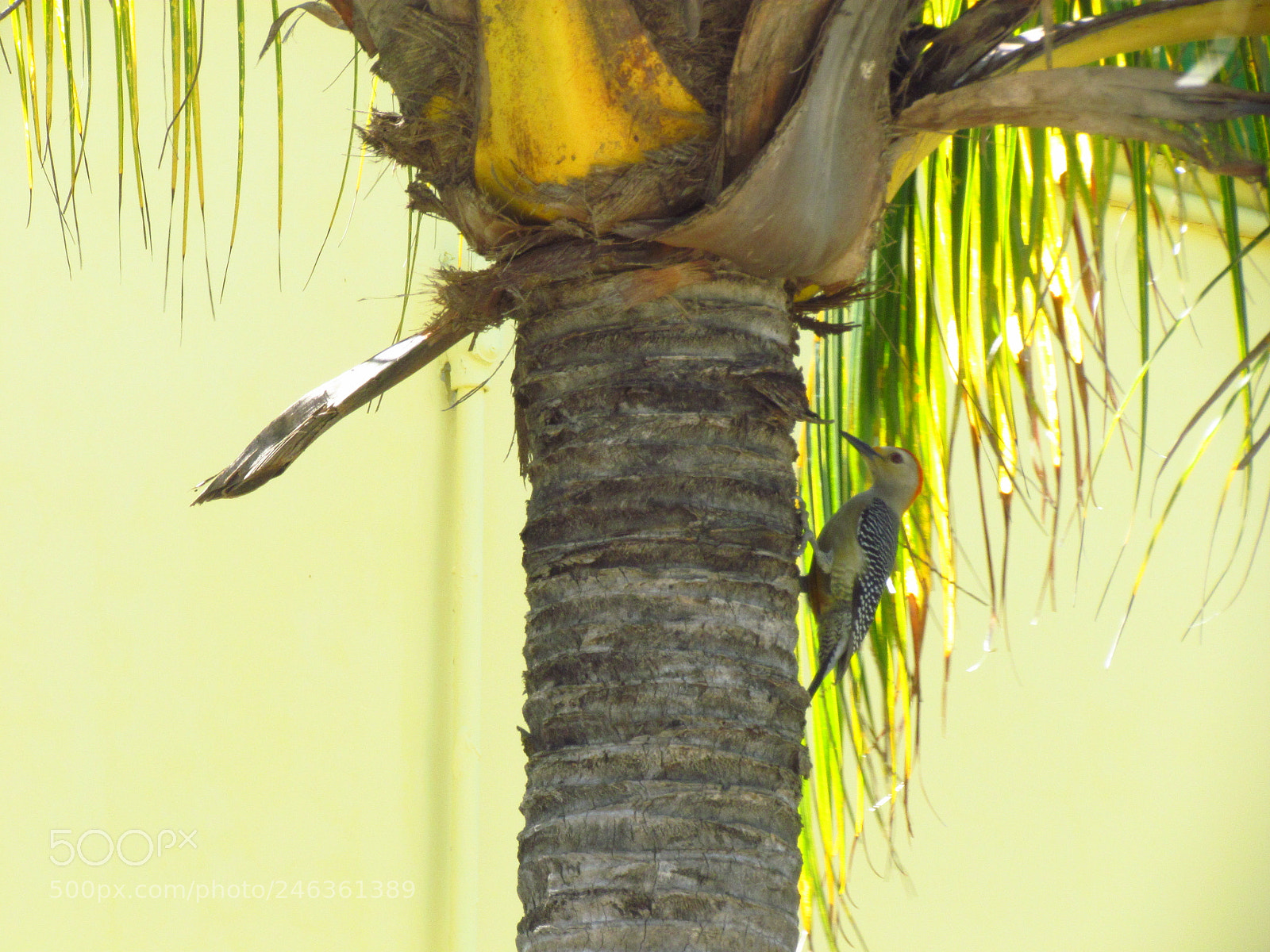 Canon PowerShot SX30 IS sample photo. Carpintero photography