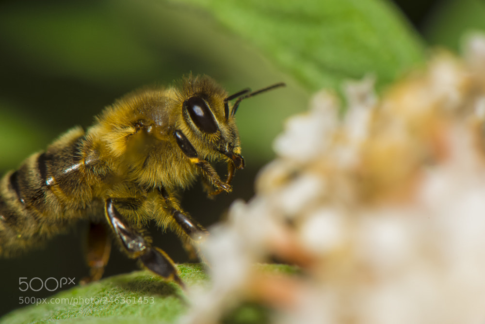 Nikon D610 sample photo. Just a bee photography