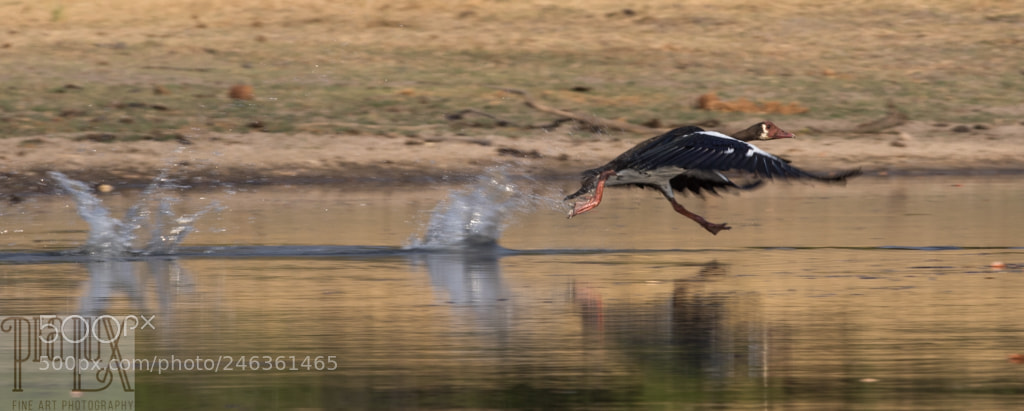 Canon EOS 7D Mark II sample photo. The lift off...’ photography