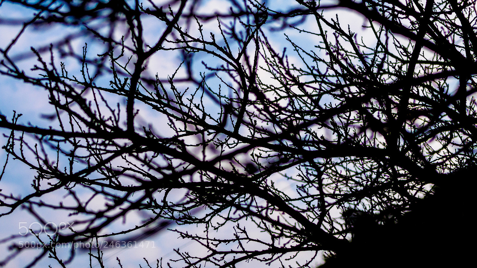 Olympus PEN E-PL6 sample photo. Blue shadow photography