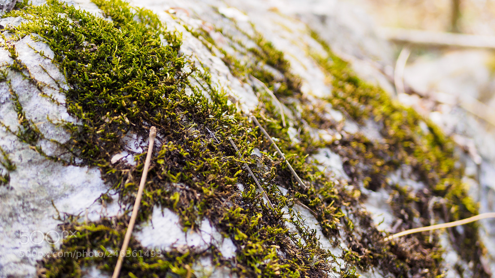 Olympus PEN E-PL6 sample photo. Ancient footpath photography