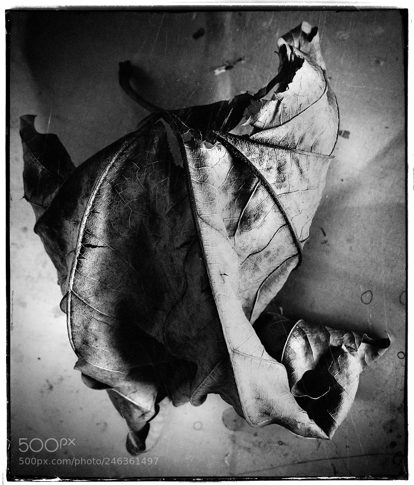 Sony DSC-RX100M5 sample photo. Found wintry leaf photography
