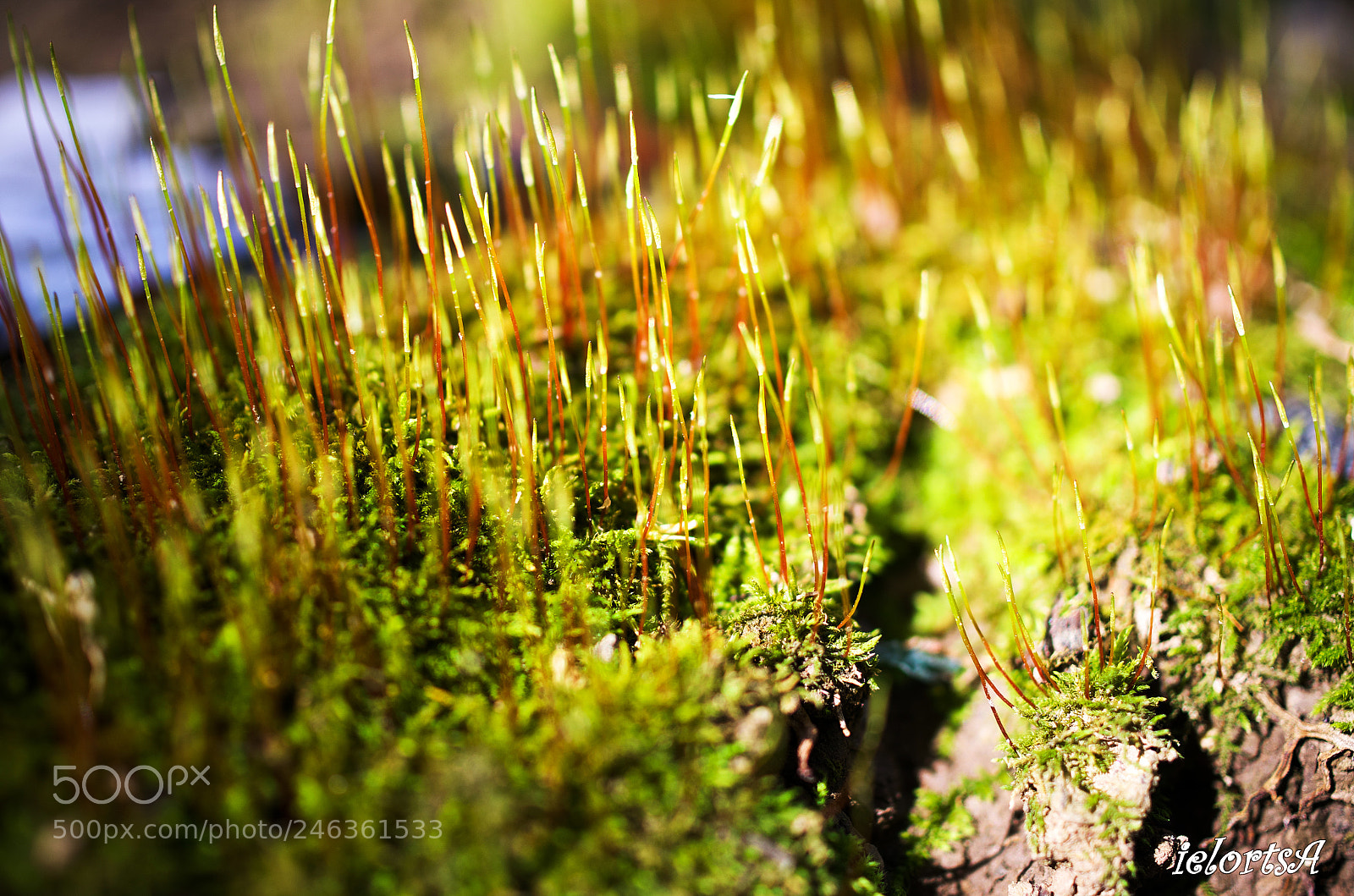 Pentax K-5 sample photo. Life force photography
