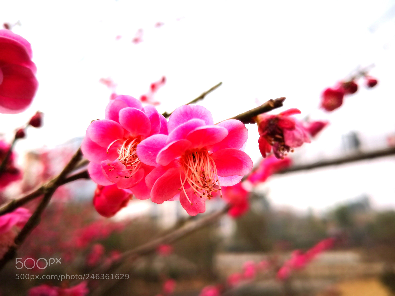 HUAWEI Mate 10 sample photo. Untitled photography