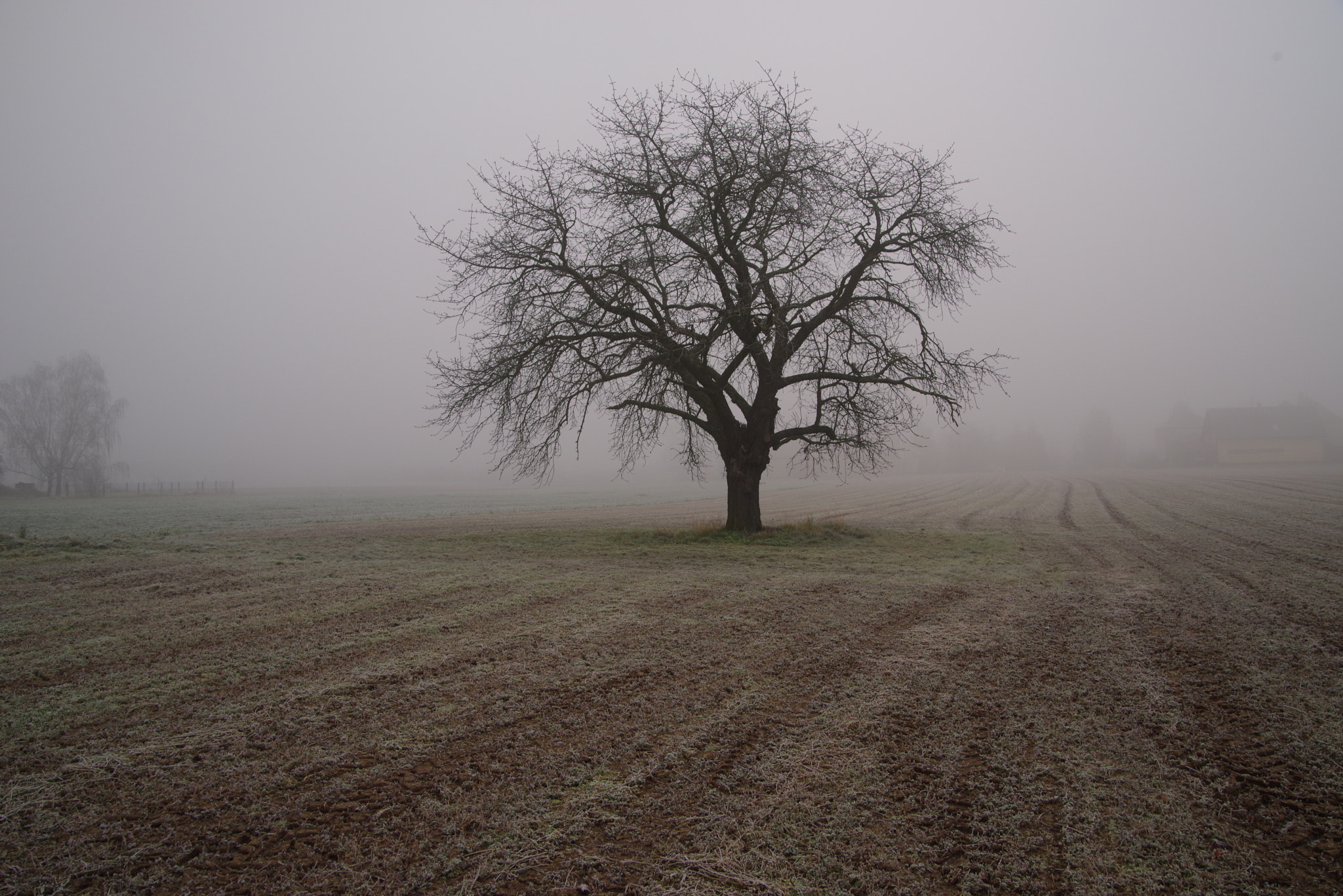 Pentax K-1 sample photo. Soft rime photography