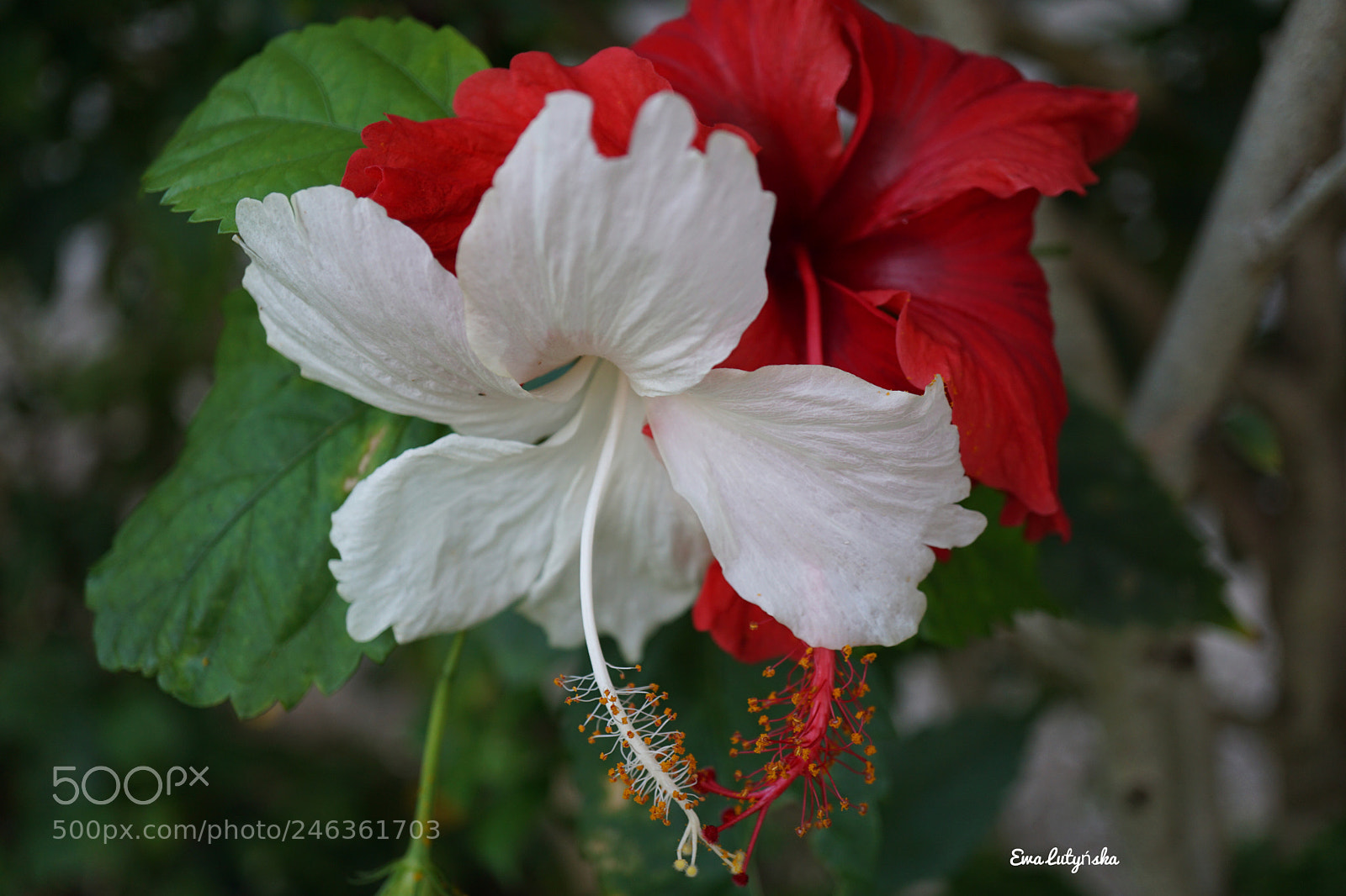 Sony a6000 sample photo. Hibiscus kiss photography