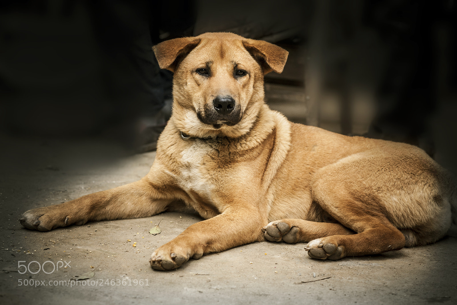 Canon EOS 5D sample photo. Dog. happy luna new photography