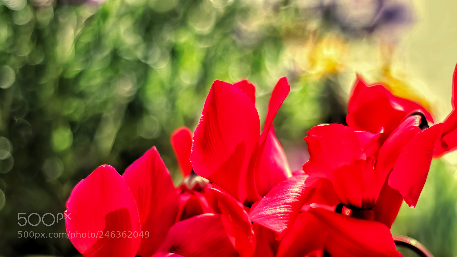 Canon EOS 77D (EOS 9000D / EOS 770D) sample photo. The art of nature photography