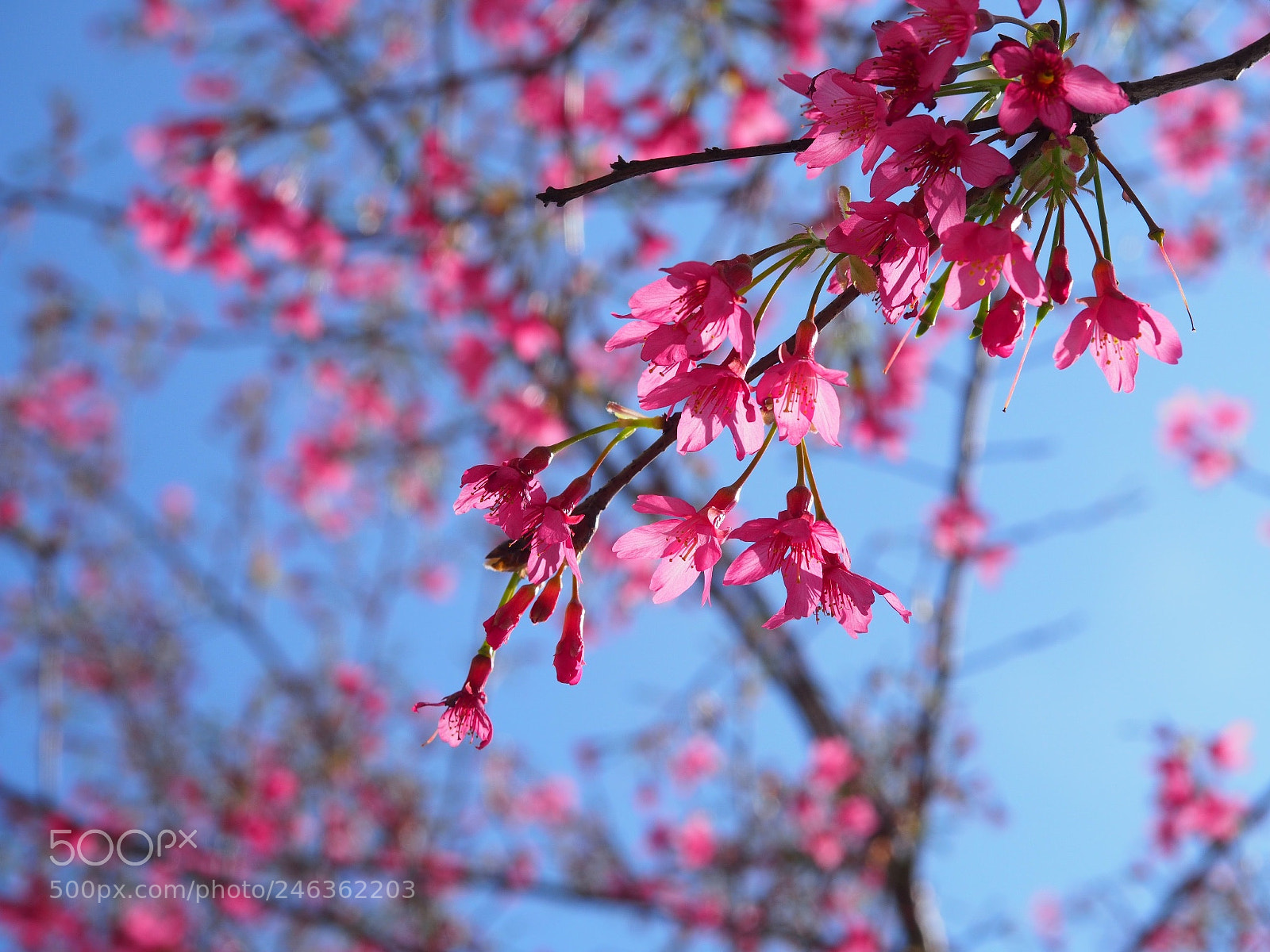 Olympus PEN E-PL6 sample photo. Untitled photography