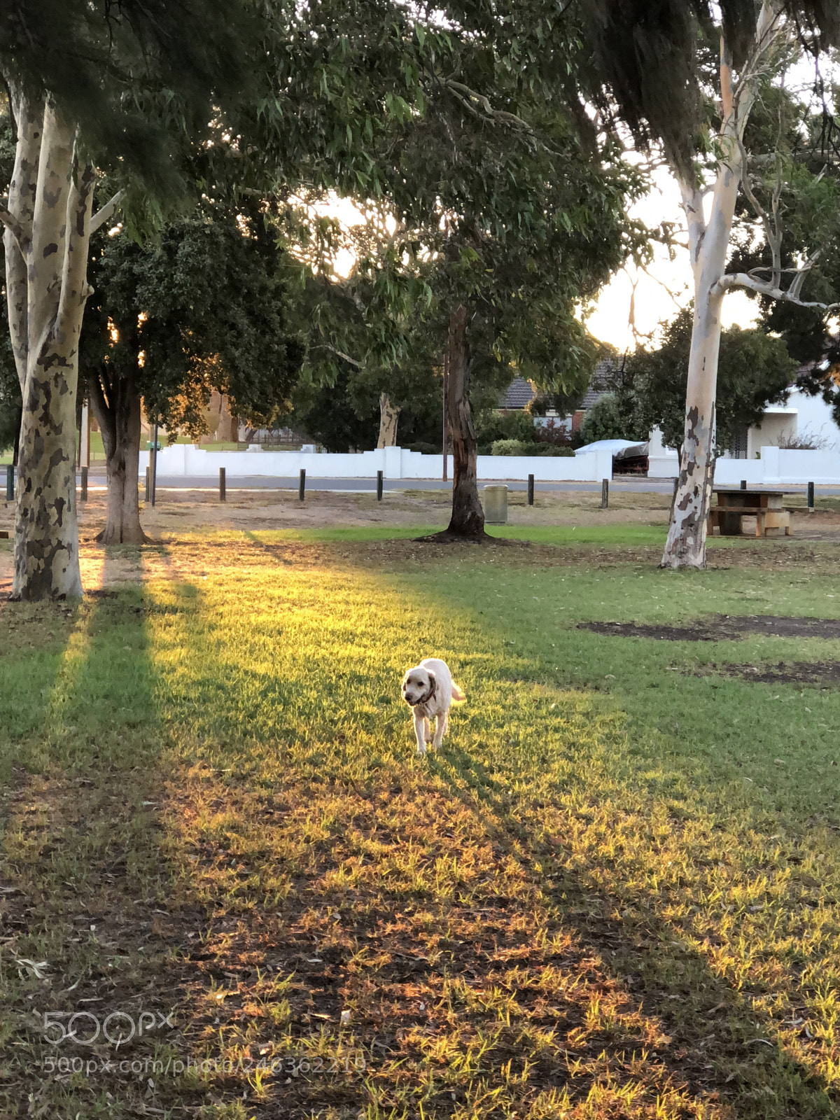 Apple iPhone 8 Plus sample photo. Golden hour in the photography