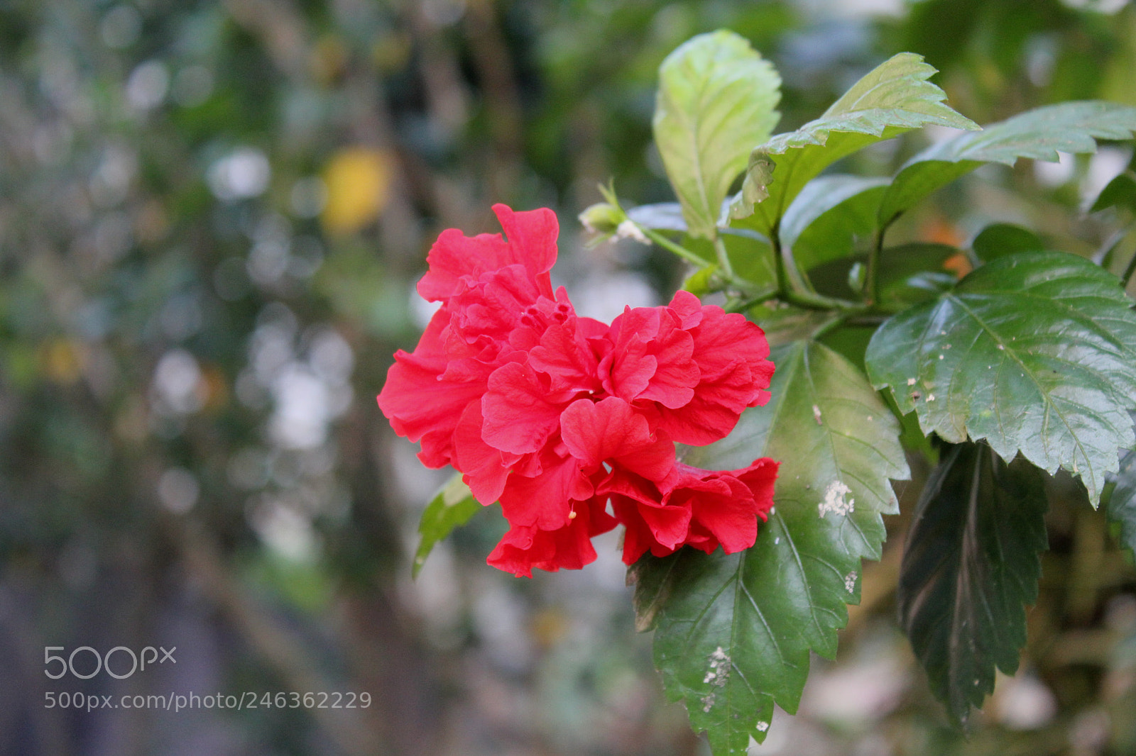 Canon EOS 550D (EOS Rebel T2i / EOS Kiss X4) sample photo. Img photography