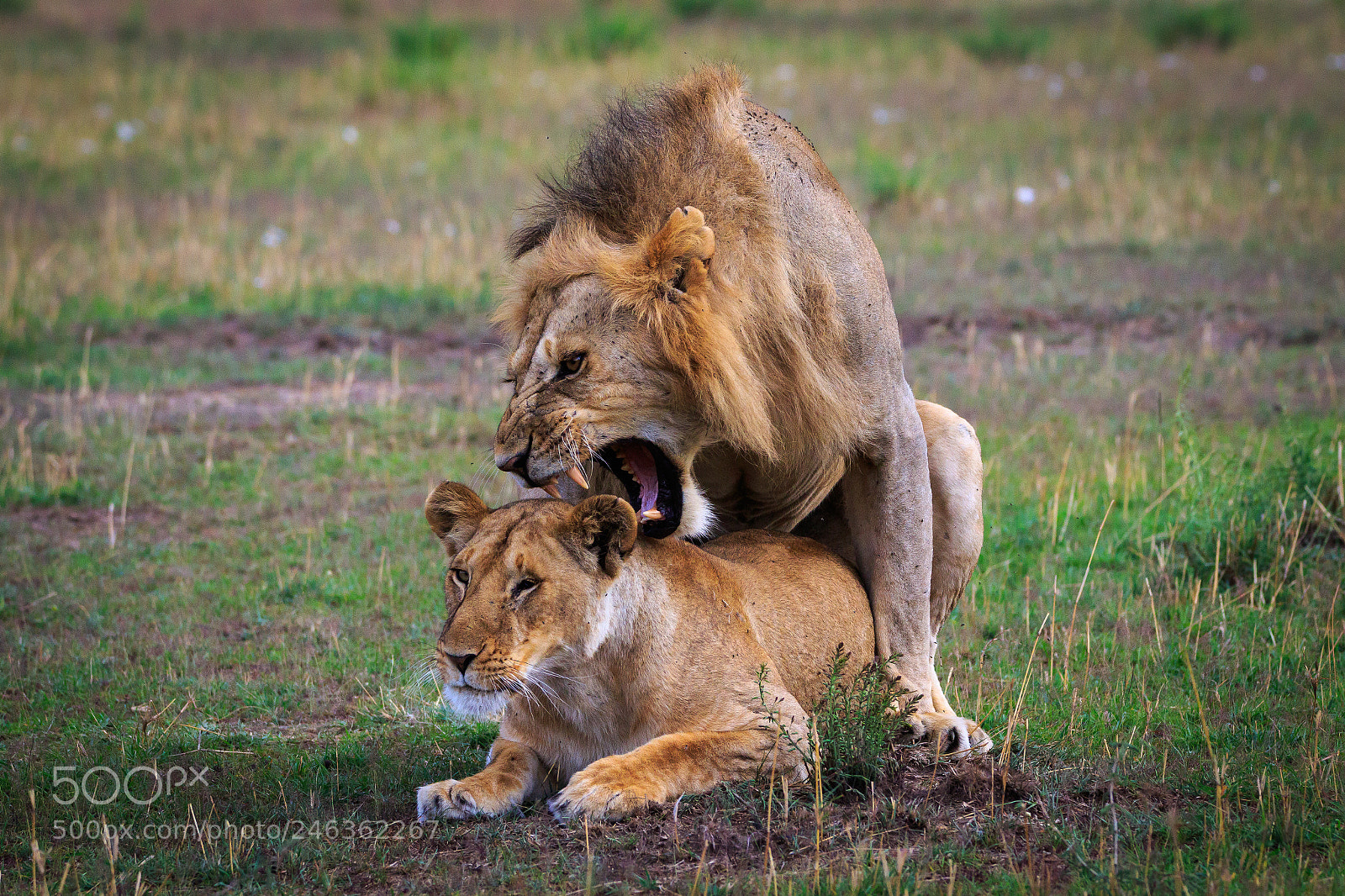 Canon EOS 7D Mark II sample photo. Tanzania - serengeti photography