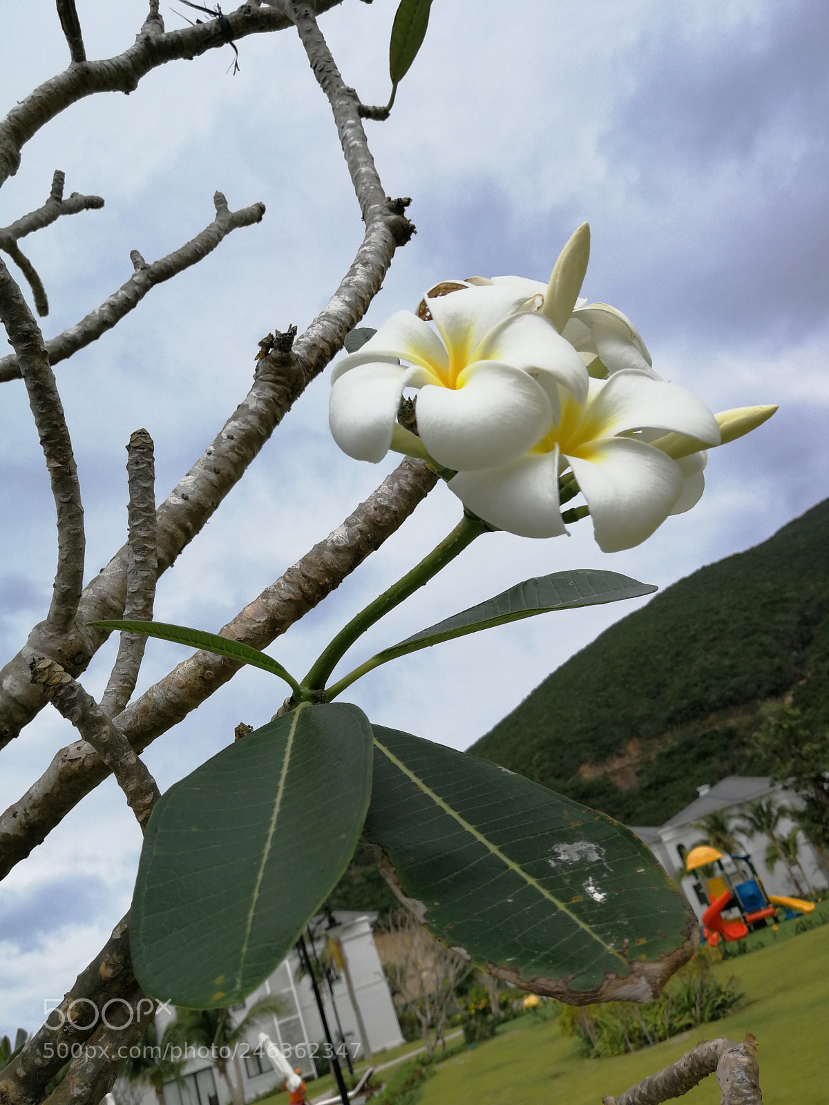 HUAWEI P10 sample photo. Untitled photography
