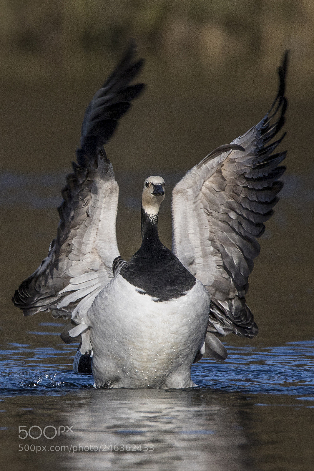 Canon EOS 7D Mark II sample photo. Canadian goose photography