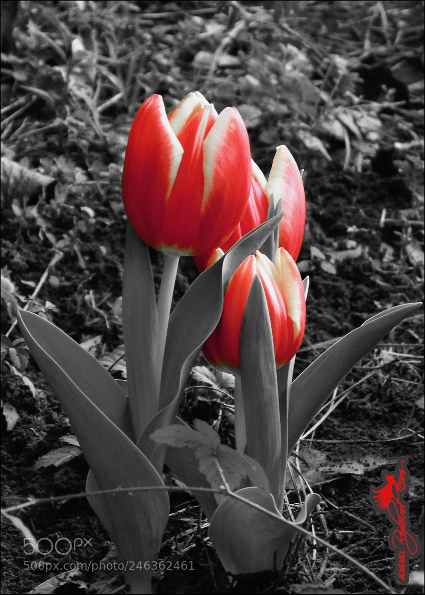 Fujifilm FinePix S1 sample photo. Red tulip red tulip photography