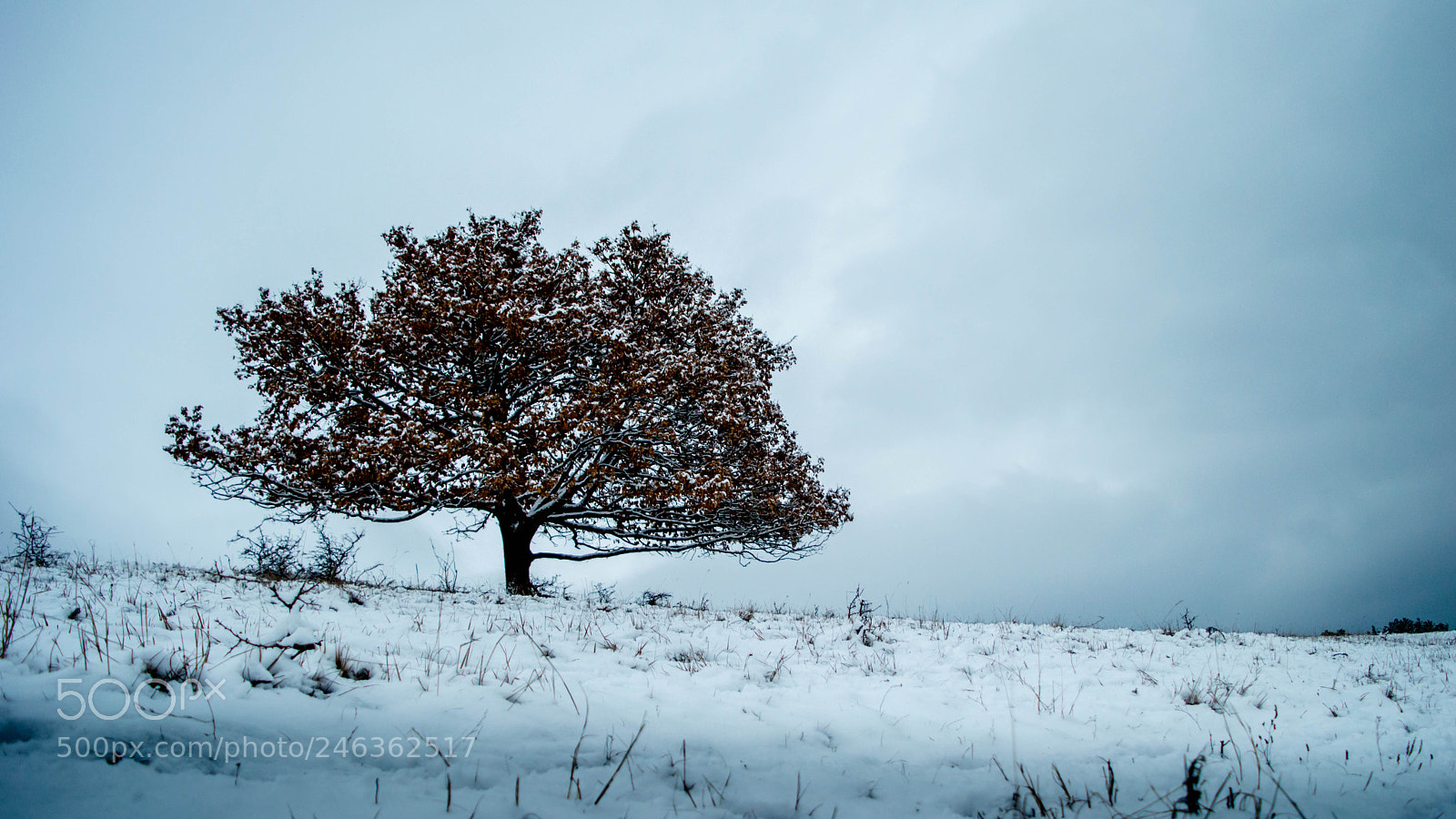 Nikon D3200 sample photo. Despite the winter photography