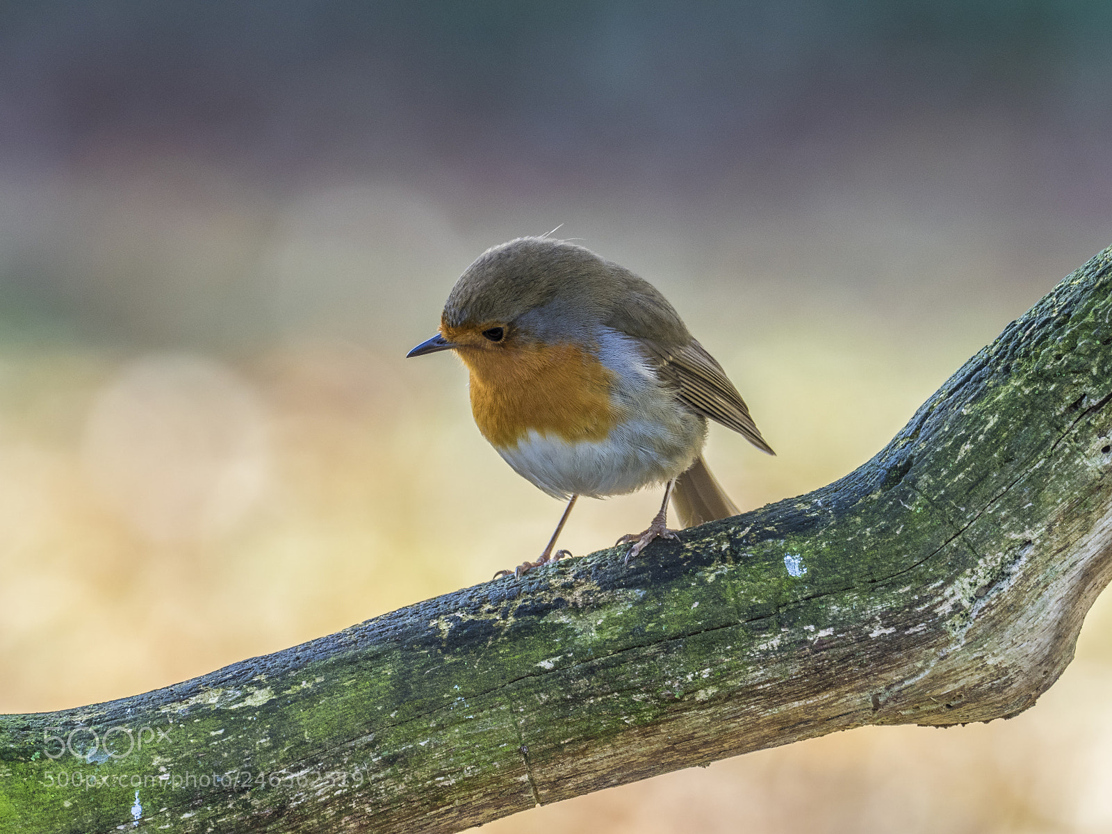 Olympus OM-D E-M1 sample photo. Robin in my garden photography