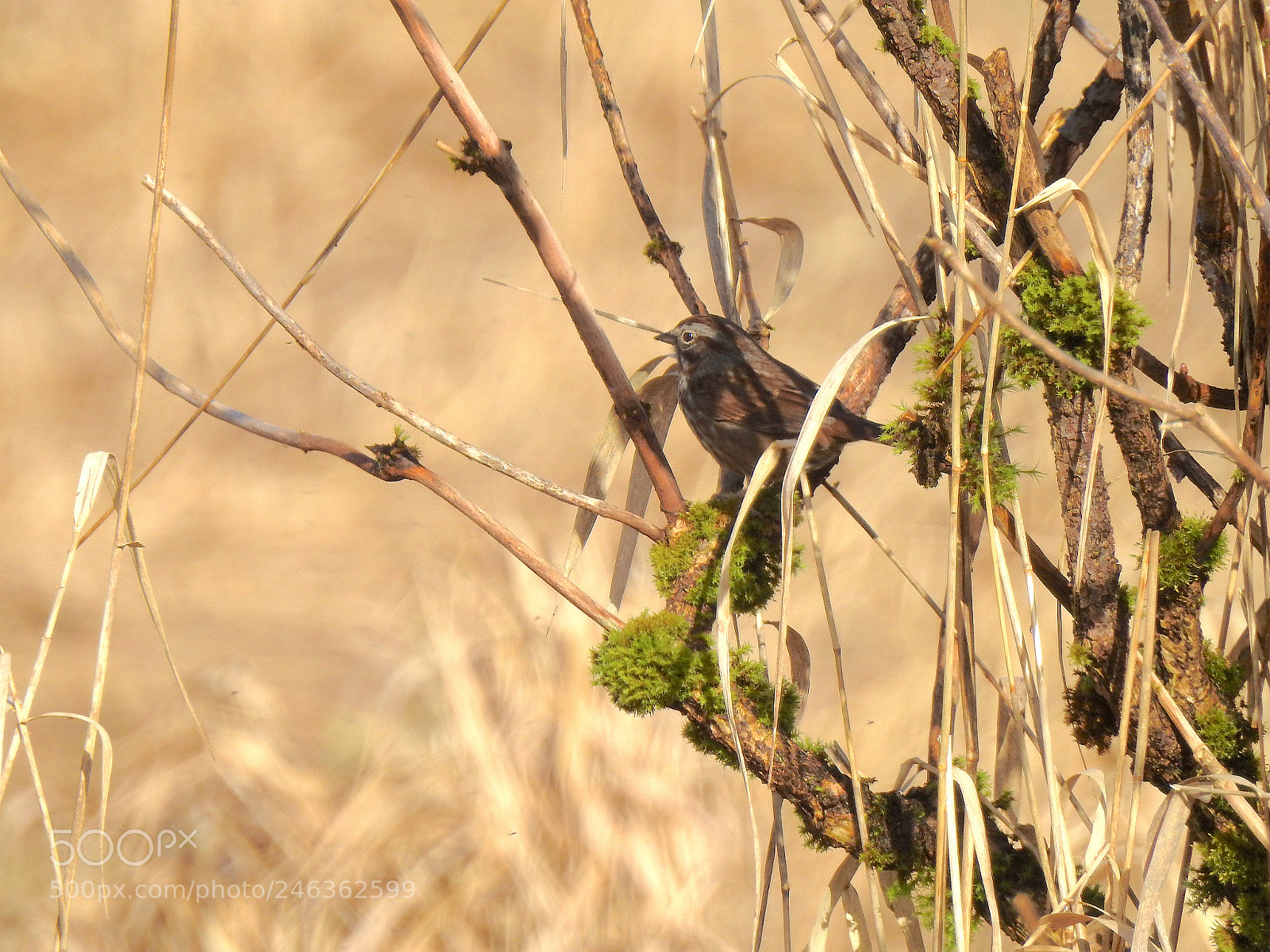 Nikon Coolpix P900 sample photo. Song sparrow photography