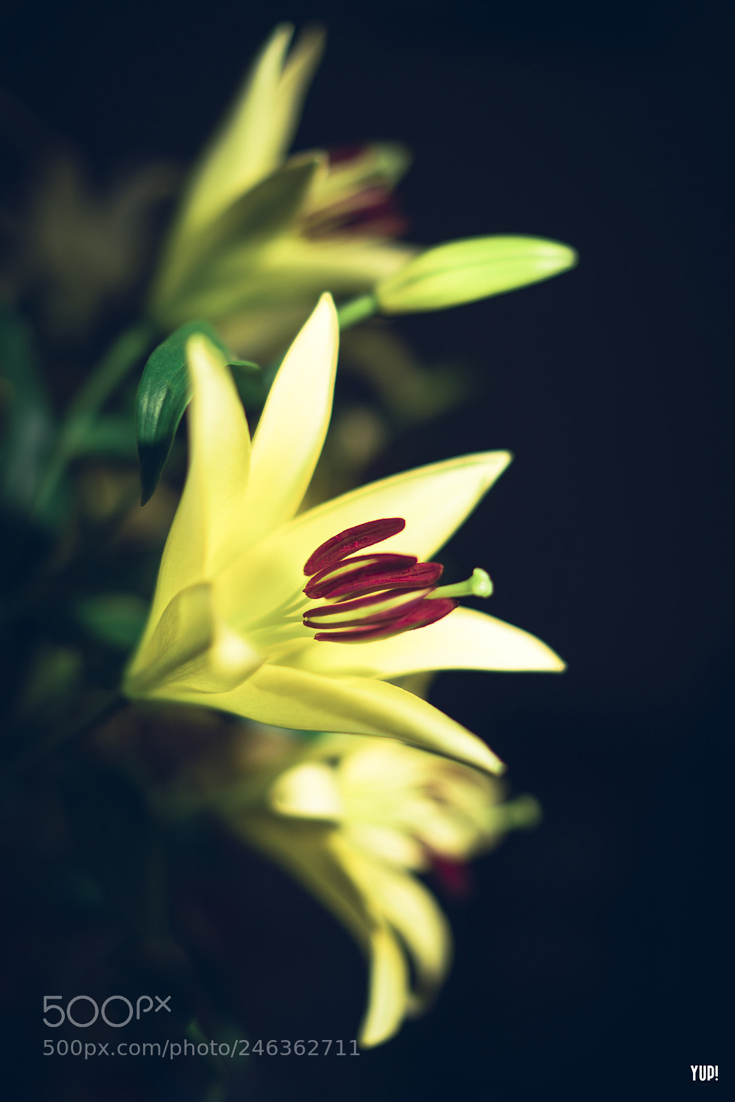 Sony a7R II sample photo. Flower lowkey photography