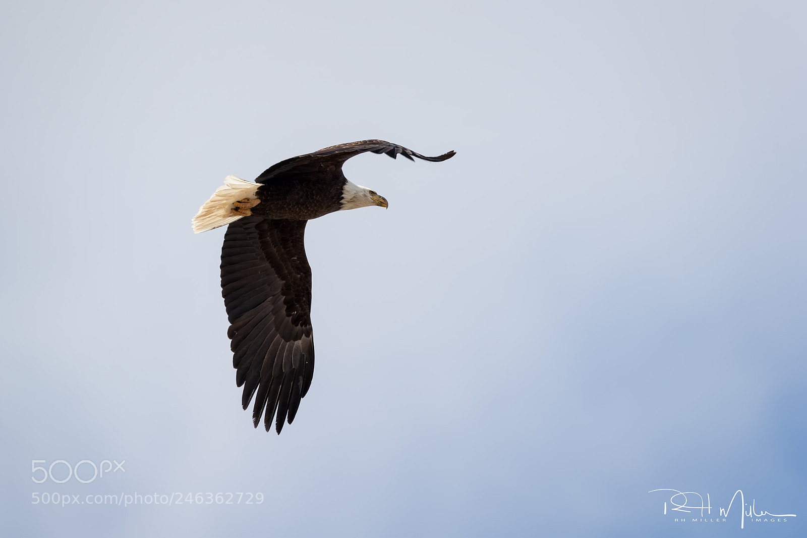 Canon EOS-1D X Mark II sample photo. Wingspan photography