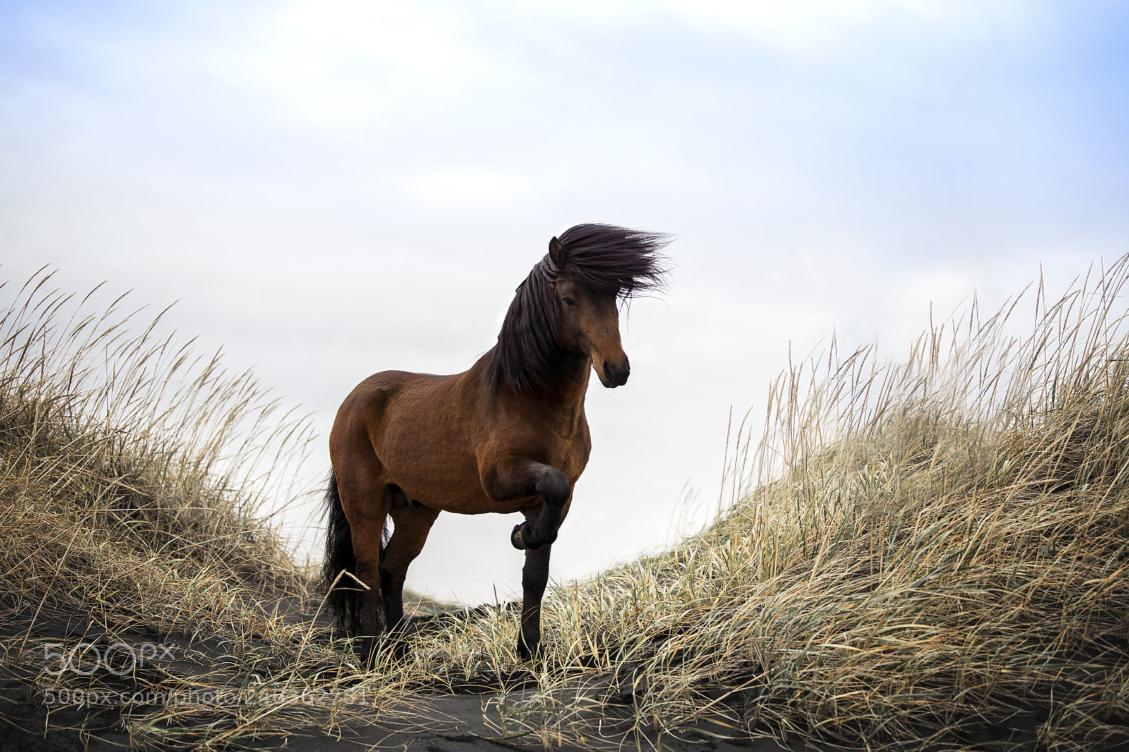 Nikon D4 sample photo. Stallion at the beach photography