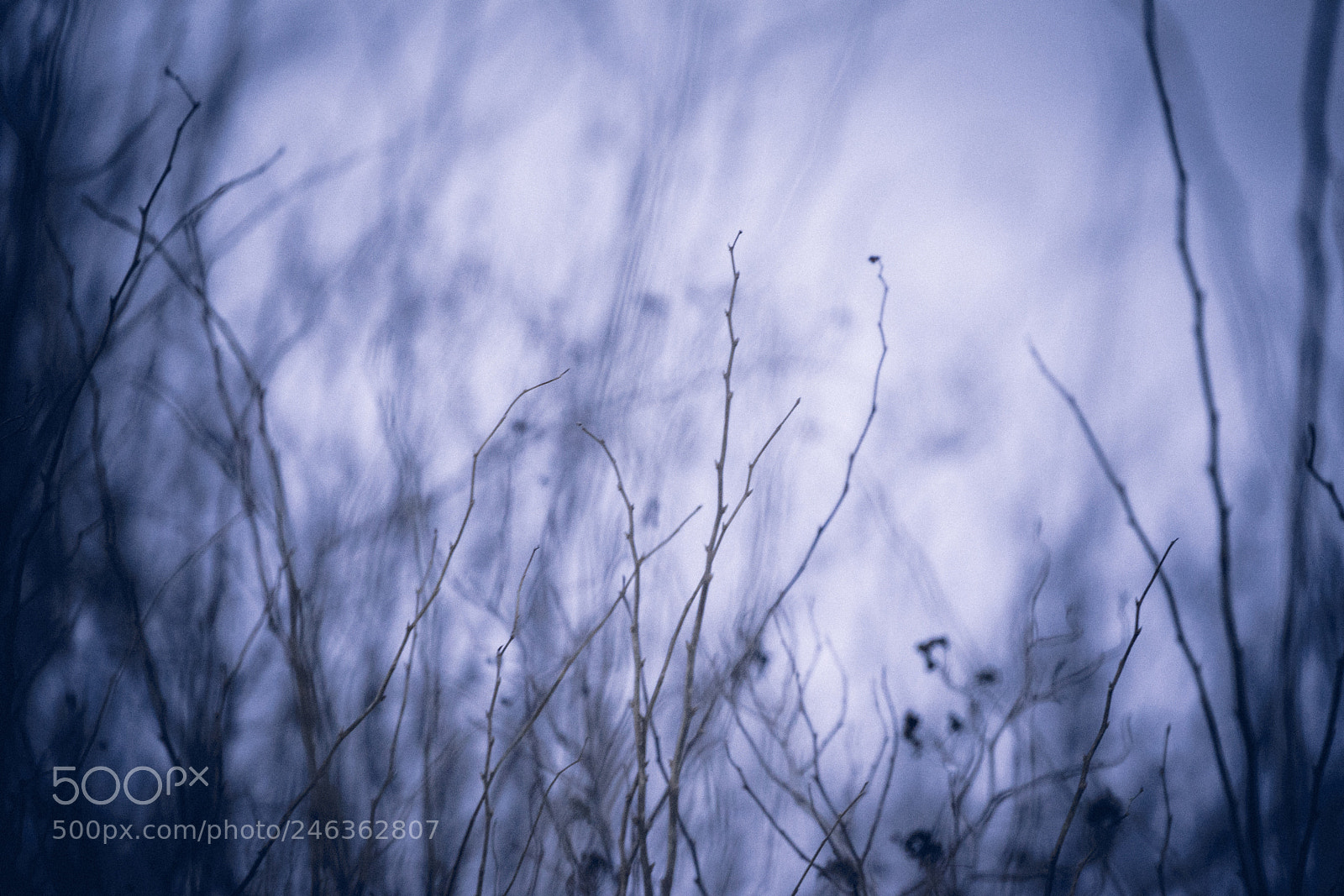 Sony a7 II sample photo. 039/365: bush photography