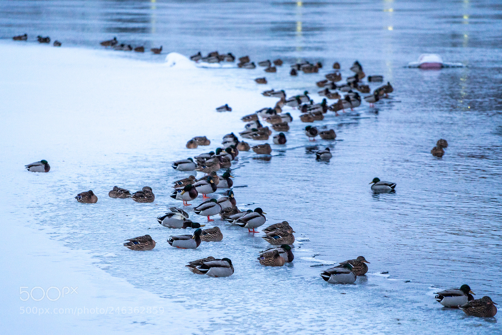 Sony a7 II sample photo. 041/365: ducks photography