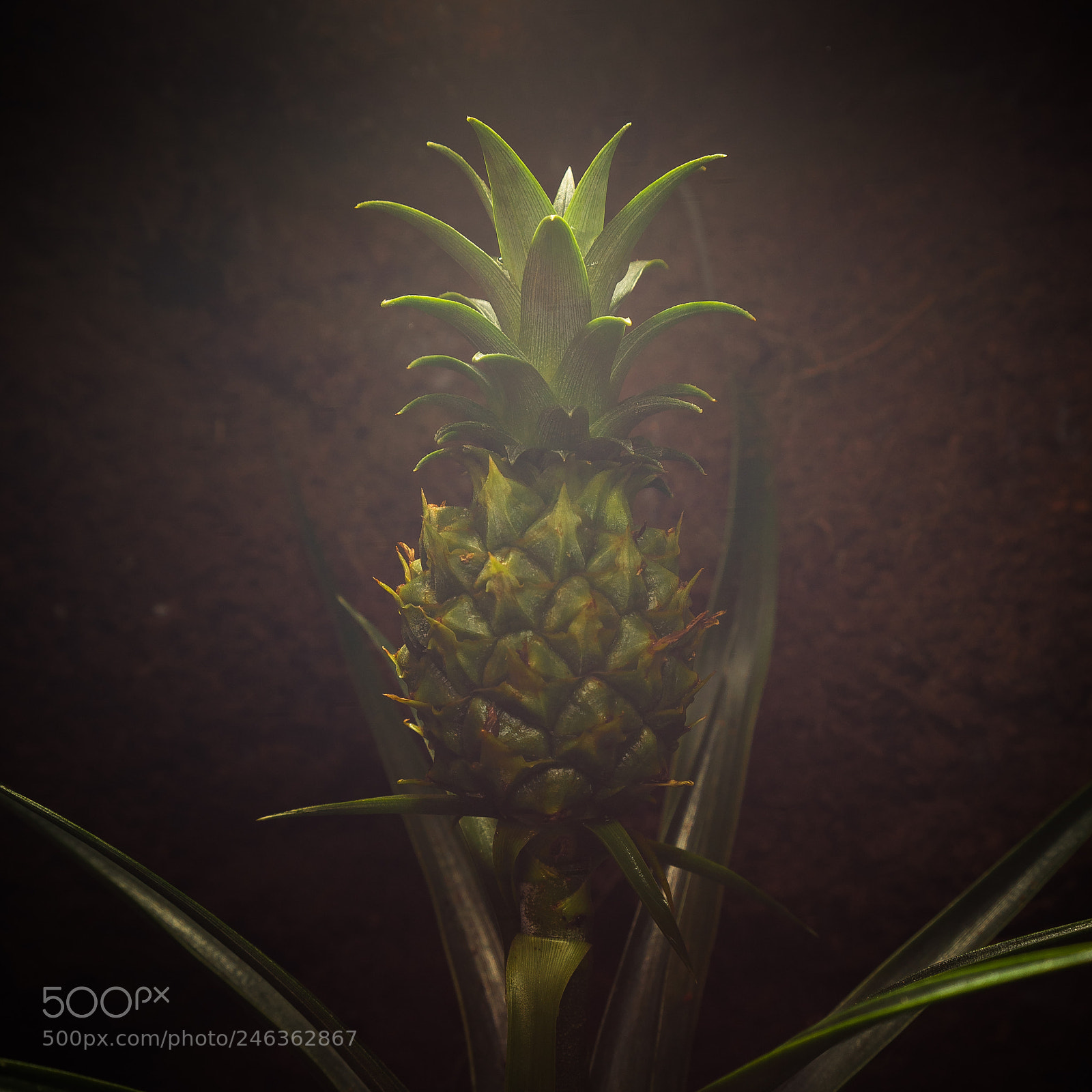 Sony a7 II sample photo. 042/365: mini pineapple photography