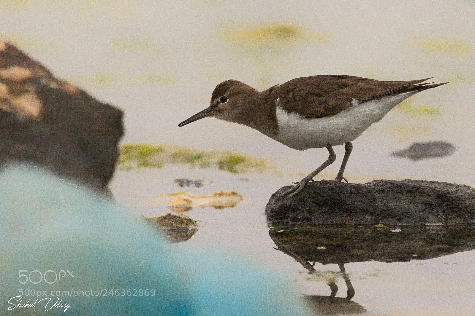 Canon EOS 6D sample photo. Spotted sandpiper photography