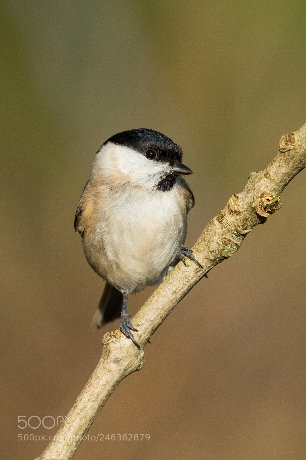 Canon EOS 7D Mark II sample photo. Marsh tit photography