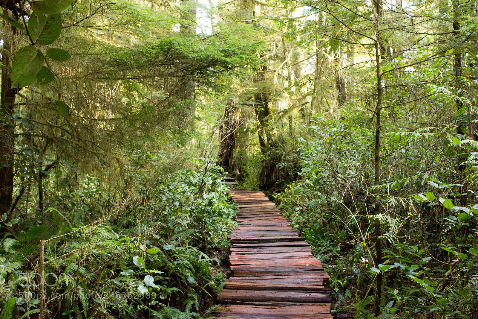 Canon EOS 600D (Rebel EOS T3i / EOS Kiss X5) sample photo. Pacific forest photography