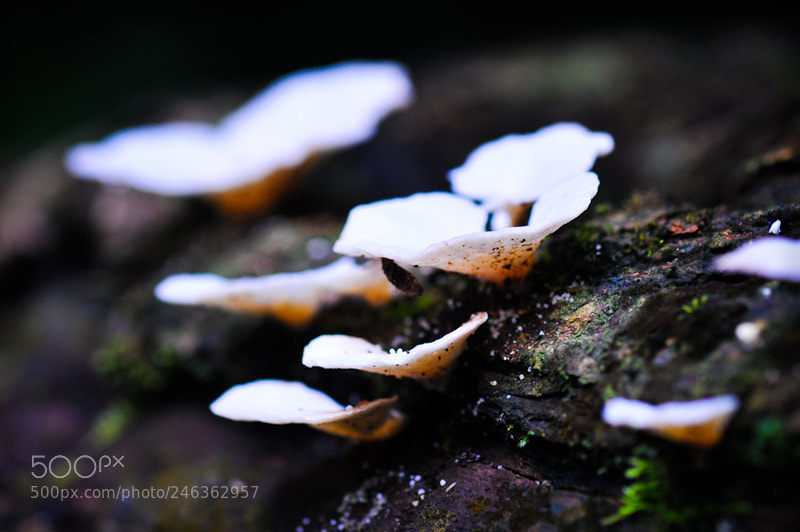 Nikon D300 sample photo. Nature photography