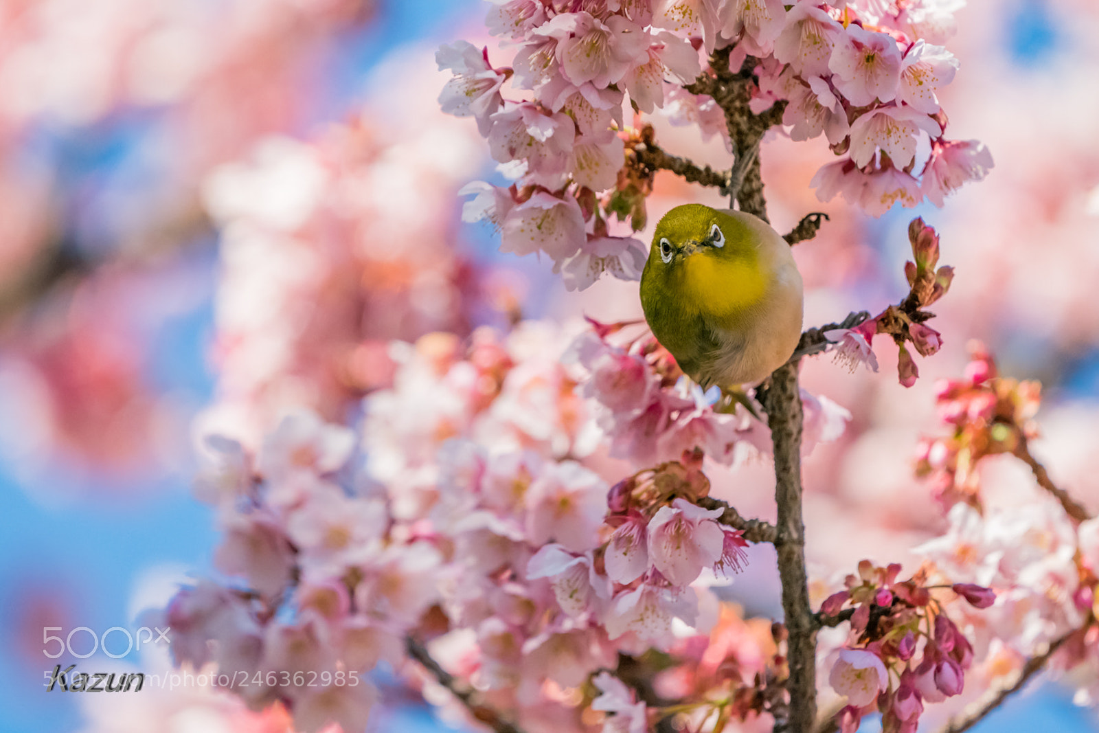 Sony a9 sample photo. ? photography