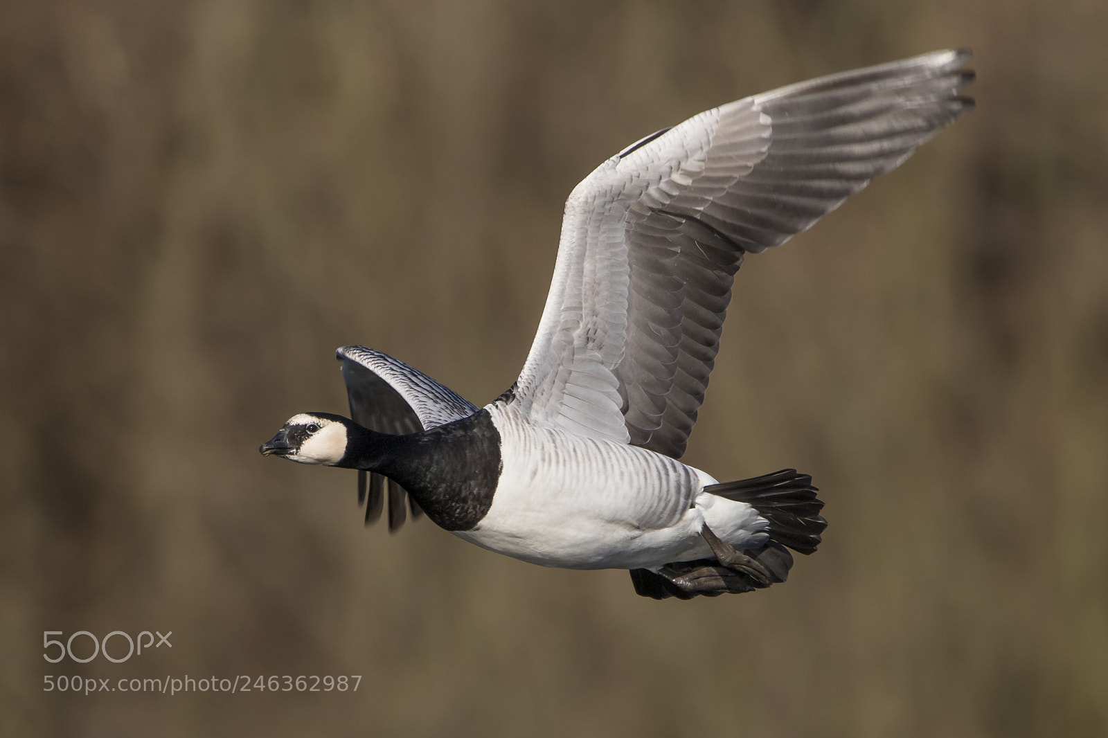 Canon EOS 7D Mark II sample photo. Canadian goose photography