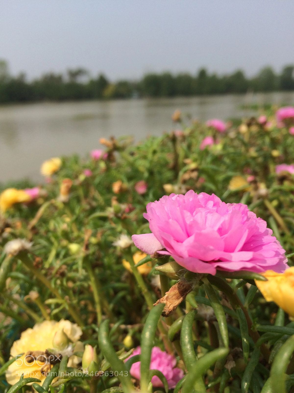 Apple iPhone 5s sample photo. Uwu photography