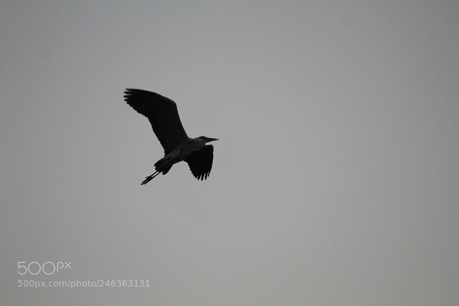Canon EF-S 55-250mm F4-5.6 IS II sample photo. Crow flies photography