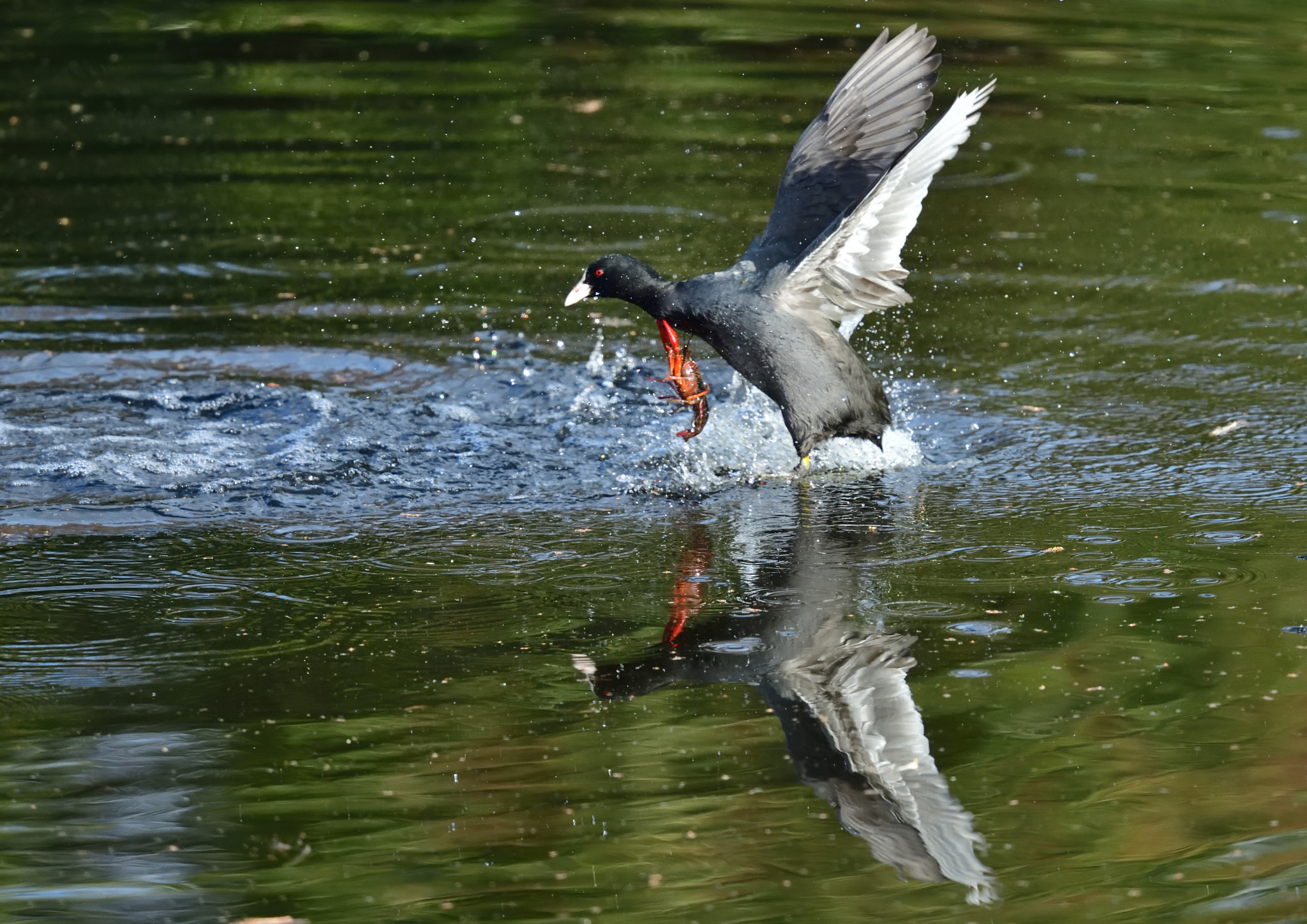 Nikon Nikkor AF-S 300mm F4E PF ED VR sample photo. Help me! photography