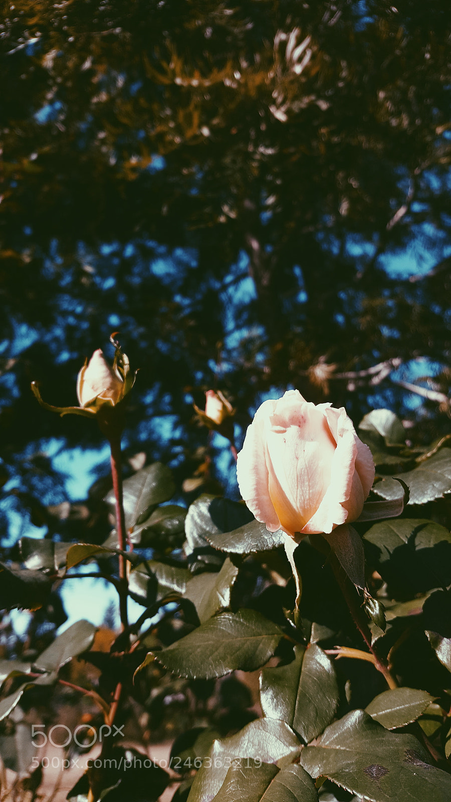 Samsung Galaxy Note5 sample photo. Untitled photography