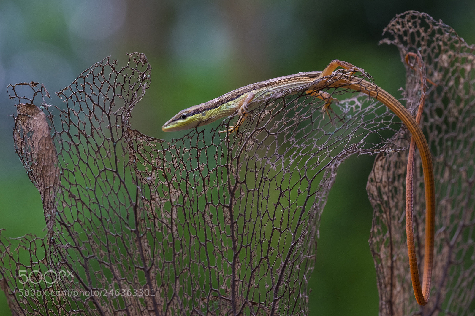 Fujifilm X-T10 sample photo. The handsome lizard photography