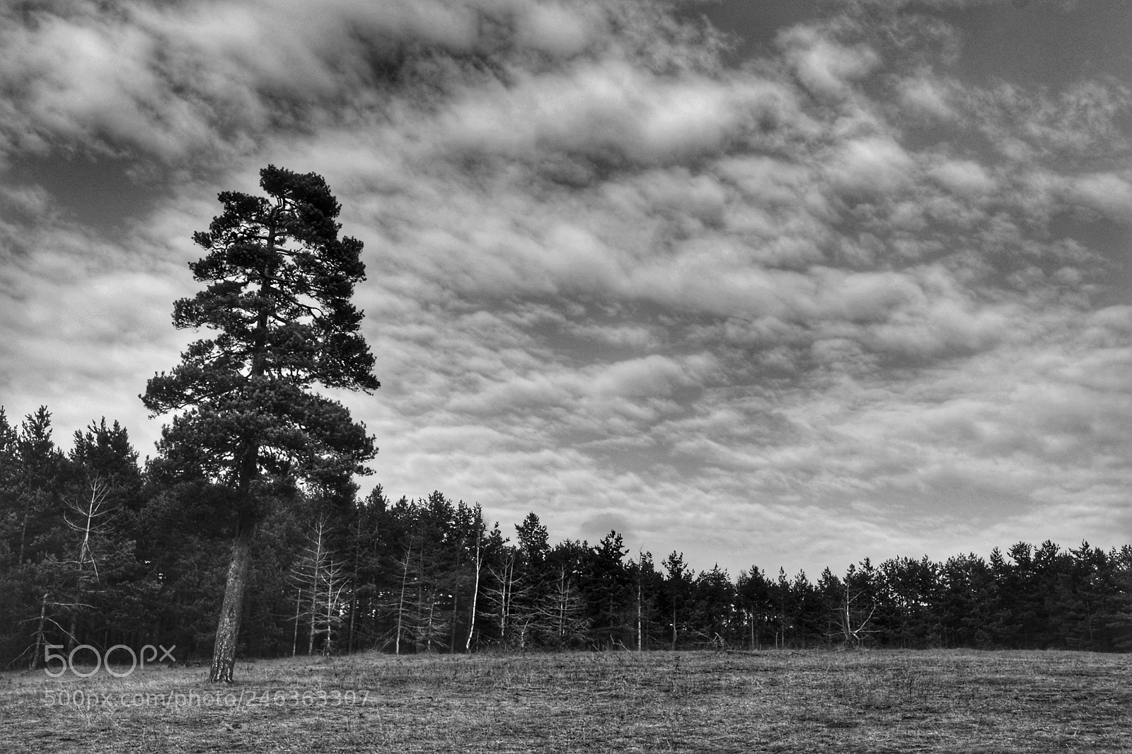 Nikon D3100 sample photo. Lonesome tree photography