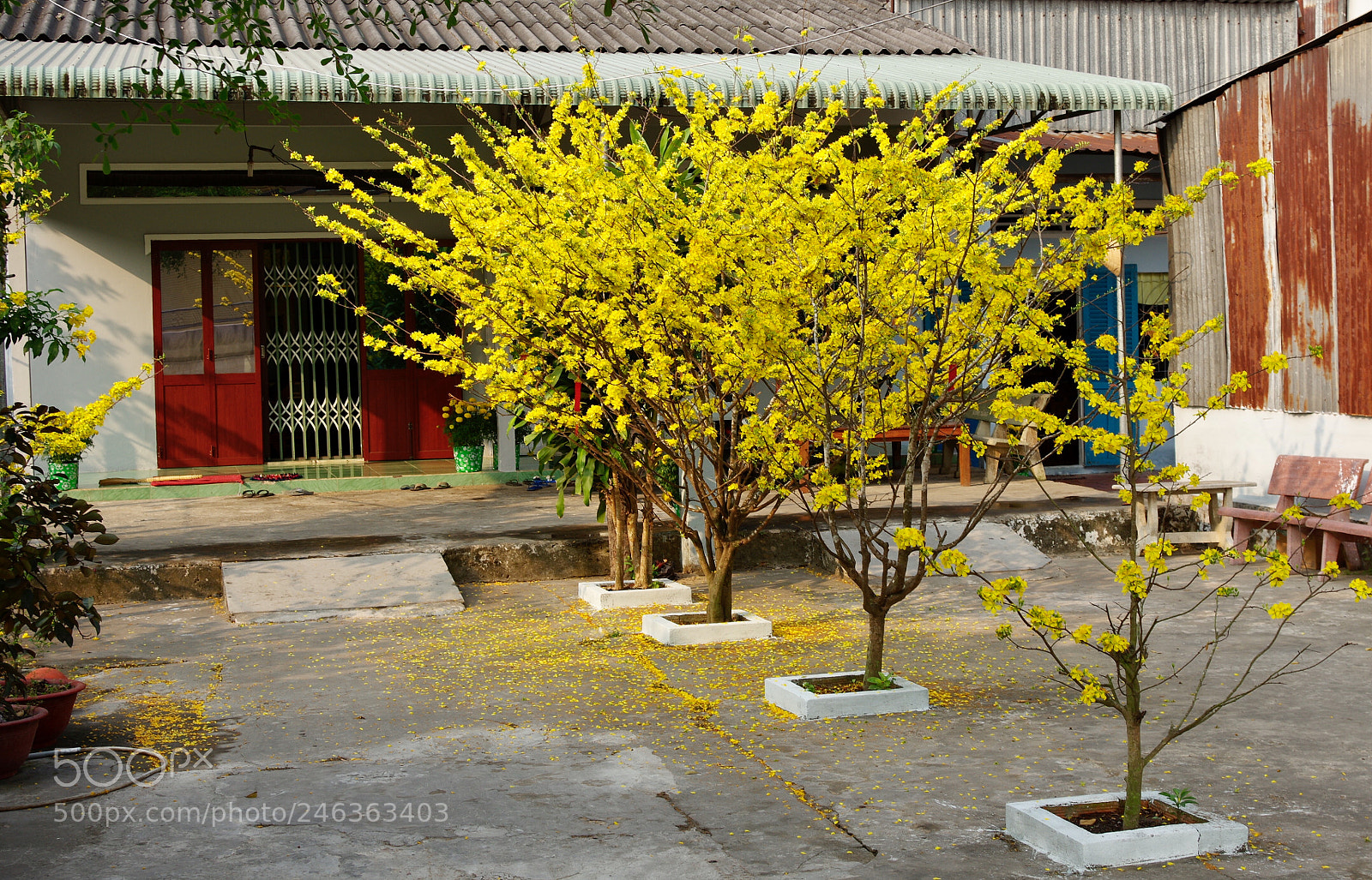Pentax K-3 sample photo. Mai flower! viet nam photography