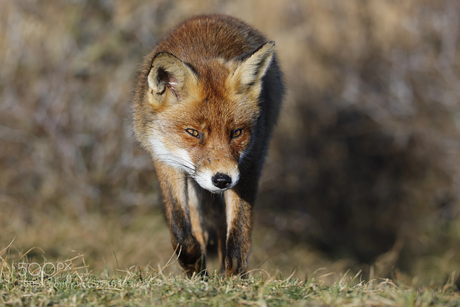 Canon EOS 5DS R sample photo. Red fox photography
