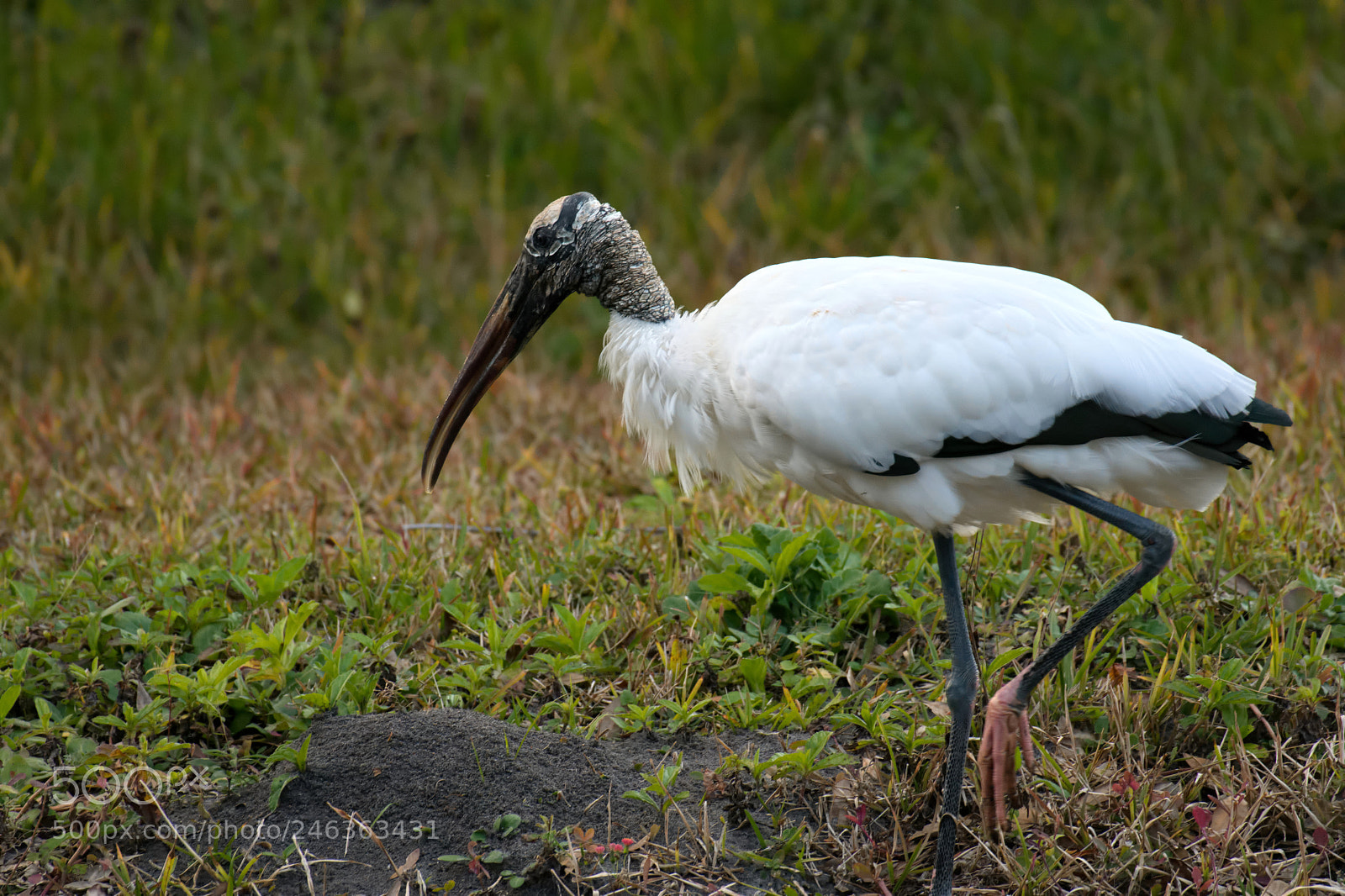 Nikon D500 sample photo. Wood stork photography